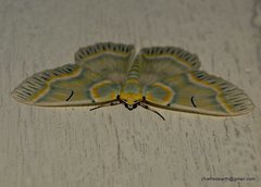 Iotaphora iridicolor