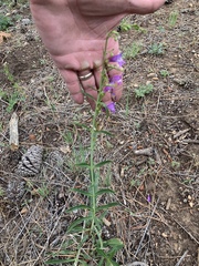 Penstemon neomexicanus