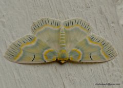 Iotaphora iridicolor