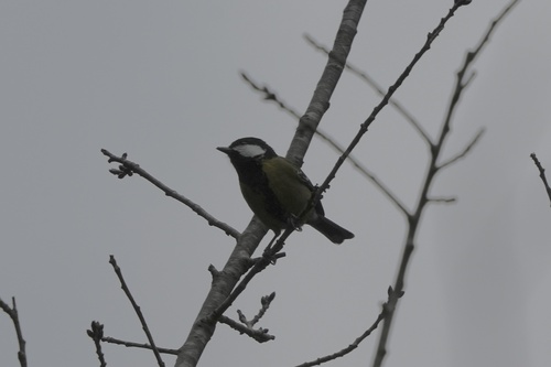 Green-backed Tit