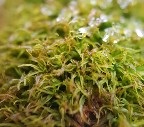 Image of Husnotiella sinuosa by no rights reserved