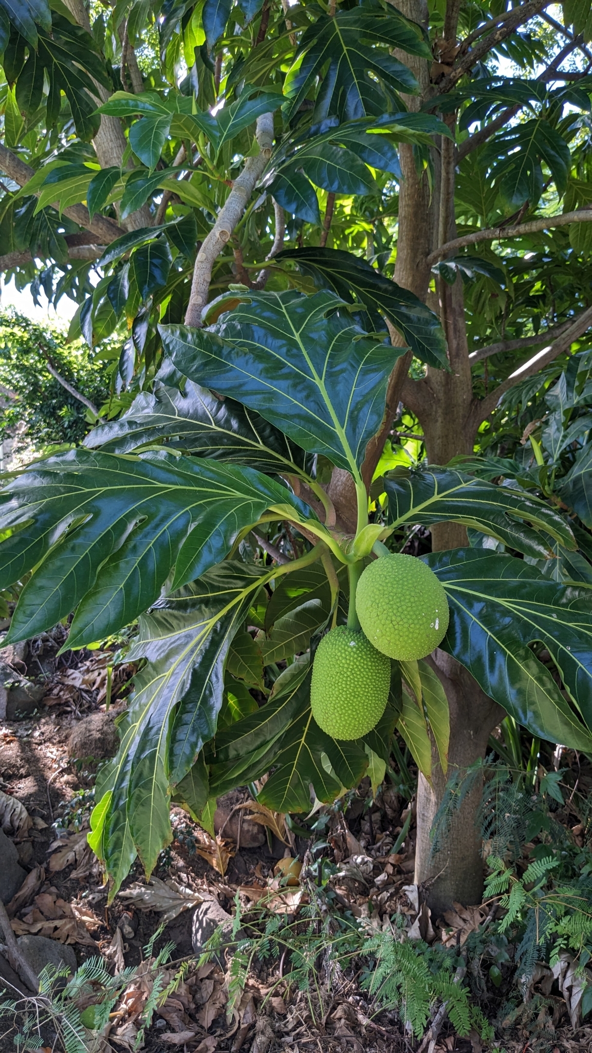 Imagem de Fruta-pão