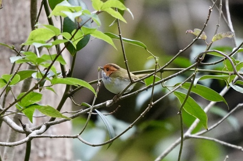 Rufous-faced Warbler