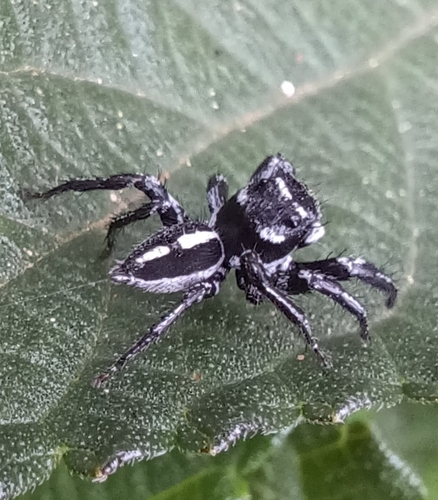 Hyllus argyrotoxus
