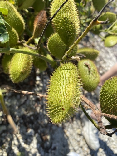 Foto de Mucunã-de-caroço