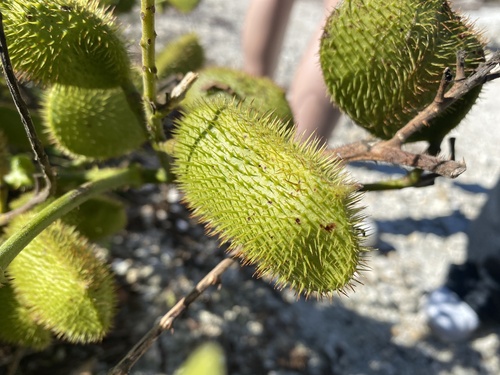 Foto de Mucunã-de-caroço