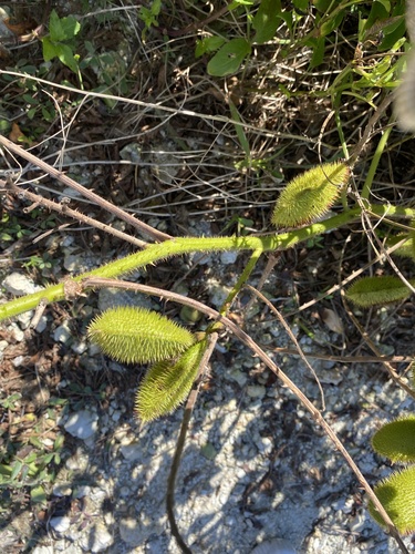 Foto de Mucunã-de-caroço