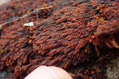 Andreaea nivalis