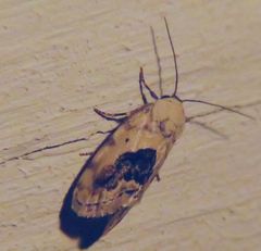 Ponometia erastrioides