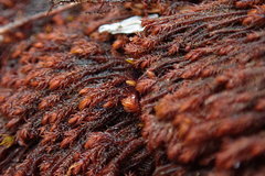 Andreaea nivalis