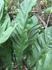 Anthurium crenatum