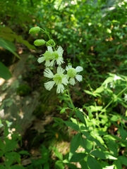 Silene stellata
