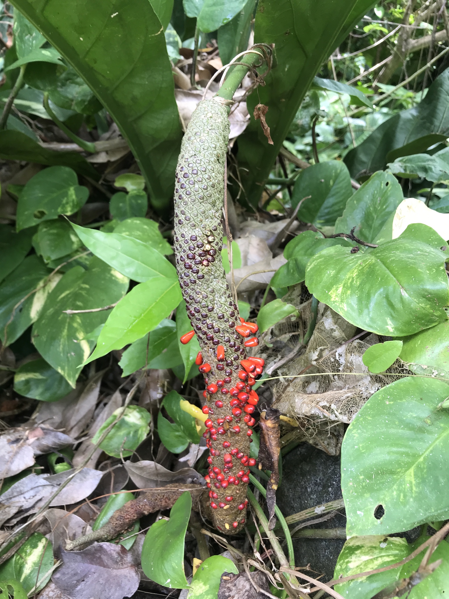 Scalloped Laceleaf (Anthurium crenatum)  iNaturalist
