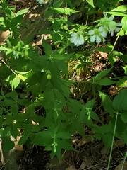 Silene stellata