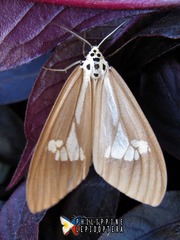 Nyctemera luzonensis