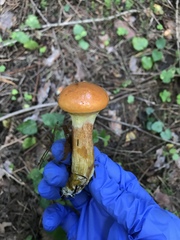Suillus grevillei