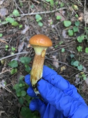 Suillus grevillei