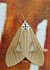 Nyctemera luzonensis