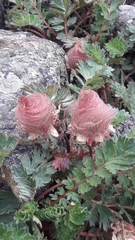 Geum reptans