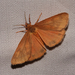 Rusty Virbia Moth - Photo (c) claudette-cormier, some rights reserved (CC BY-NC), uploaded by claudette-cormier