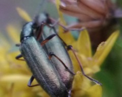 Chrysanthia geniculata