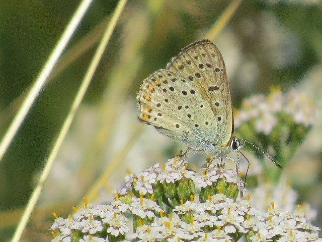 Lycaena tityrus