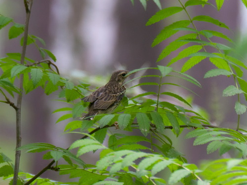 Pipit à dos olive, jeune
