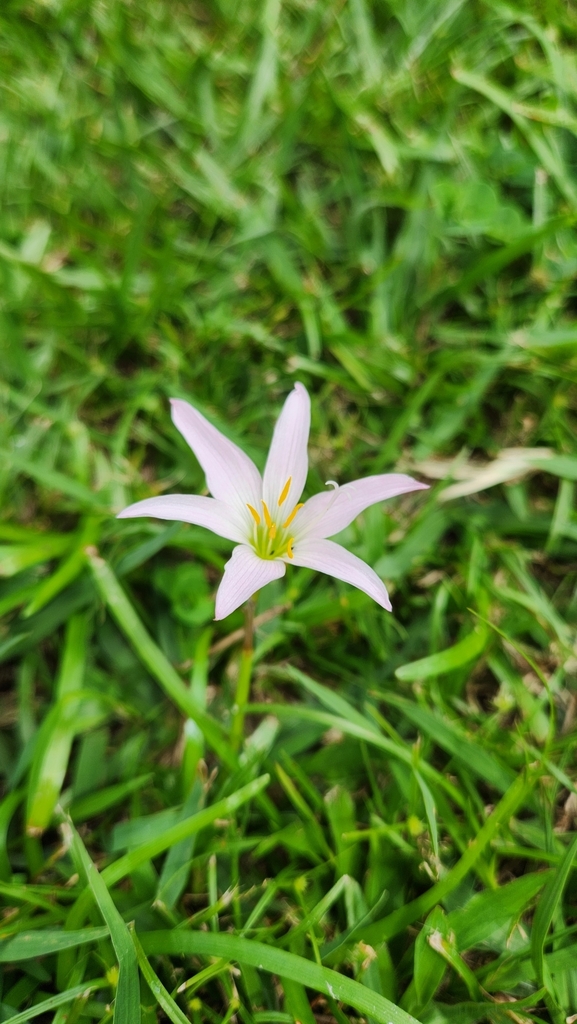 Foto de Lírio-da-chuva