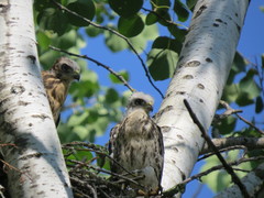 Buteo platypterus