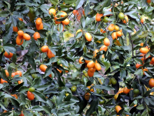 Citrus japonica
