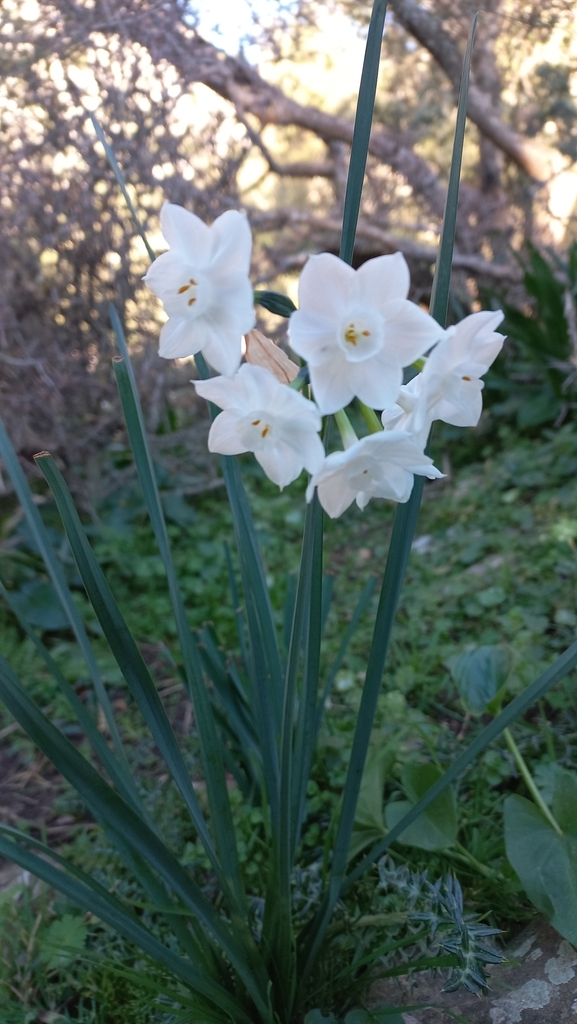Foto de Narciso