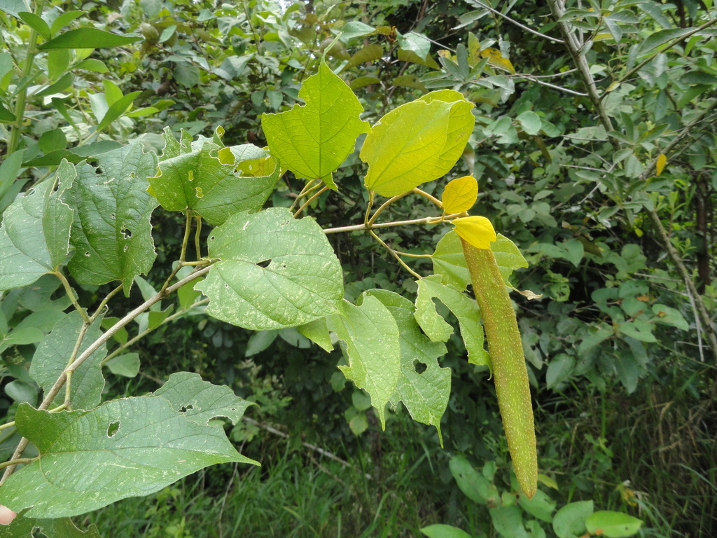 Tanaecium xanthophyllum