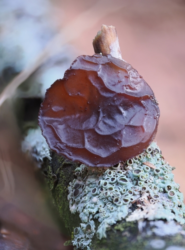 American Amber Jelly Fungus