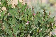 Tephrosia apollinea