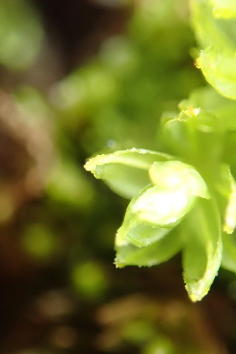 Image of Oligotrichum parallelum by no rights reserved