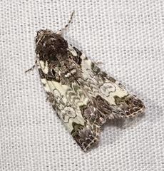 Cerma cerintha