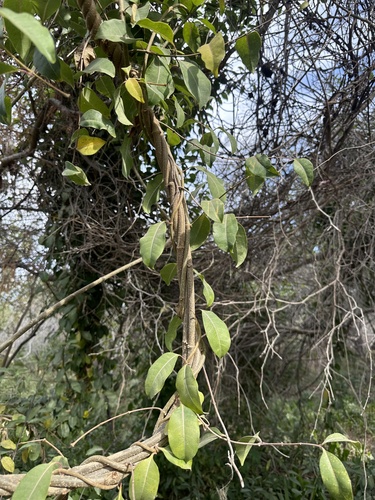 Foto de Serralha