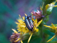 Chrysanthia geniculata
