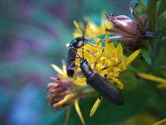 Chrysanthia geniculata
