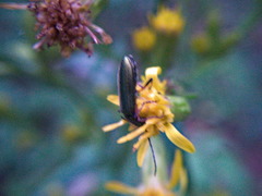 Chrysanthia geniculata