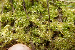 Drepanocladus