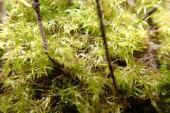 Drepanocladus