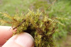 Drepanocladus