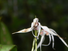 Maxillaria ecuadorensis
