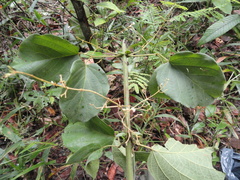 Tynanthus