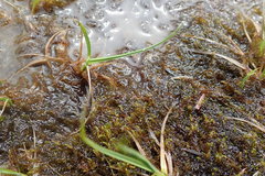 Sarmentypnum exannulatum