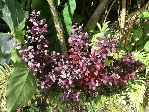 Alternanthera brasiliana observed 2025-01-02