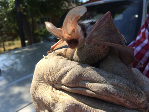 Spotted Bat photographed in Colorado