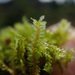 Yew-leaved Earwort - Photo no rights reserved, uploaded by Randal