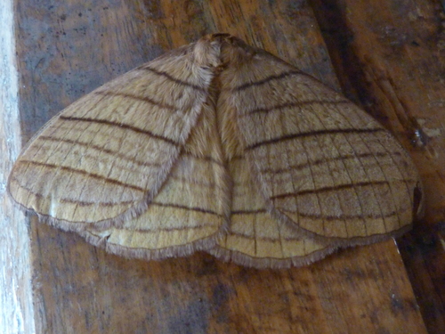 Palirisa lineosa